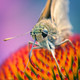Image for article titled 75 Close-Ups Of Bugs